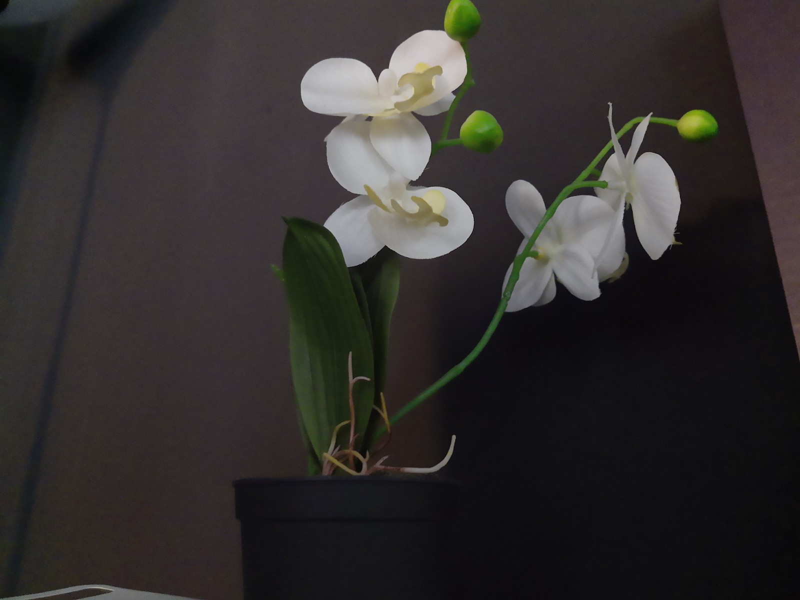 Motorola One Vision regular capture